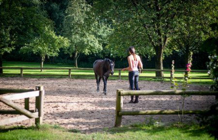 Klassischer Reitunterricht Bad Oldesloe Klassischer Reitunterricht Bad Oldesloe